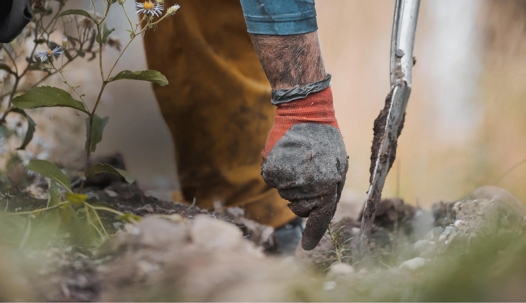 close up image of planting tree featuring a hand and shovel in the ground planting a tree.
